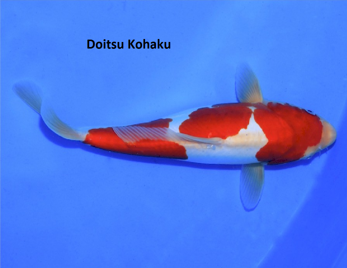Doitsu Kohaku