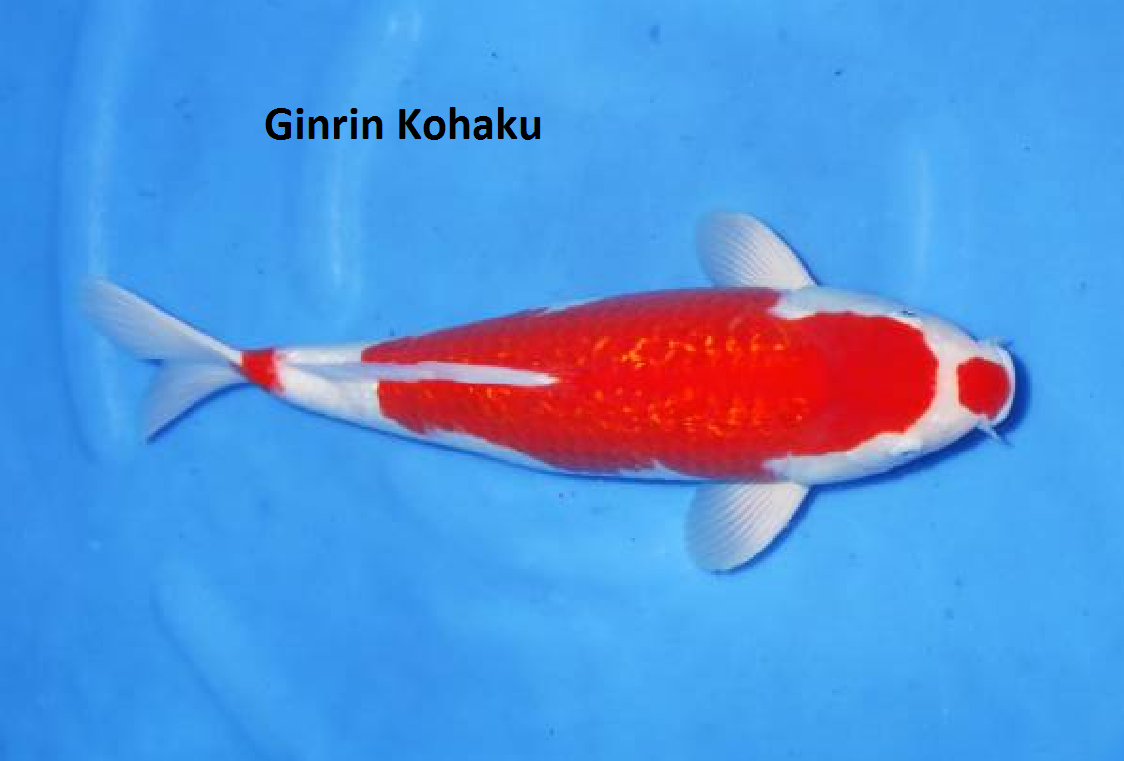 Ginrin Kohaku