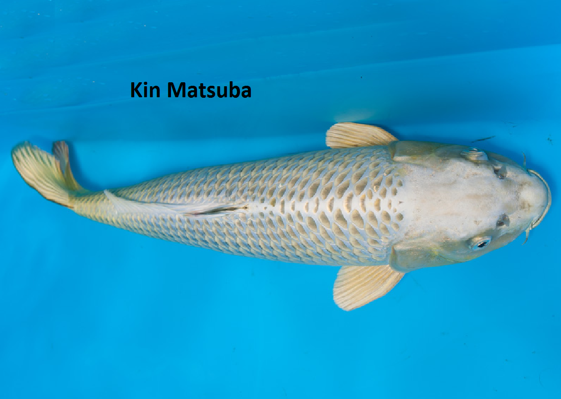 Kin Matsuba