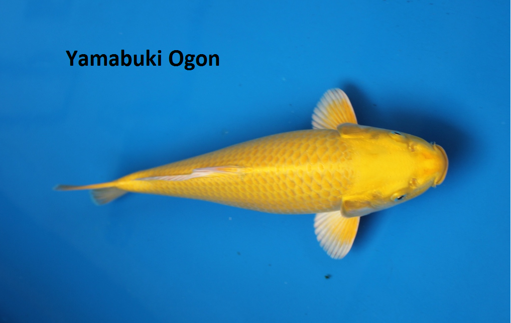 Yamabuki Ogon