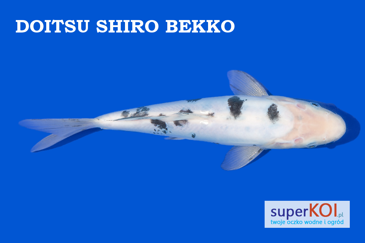 Doitsu Shiro Bekko