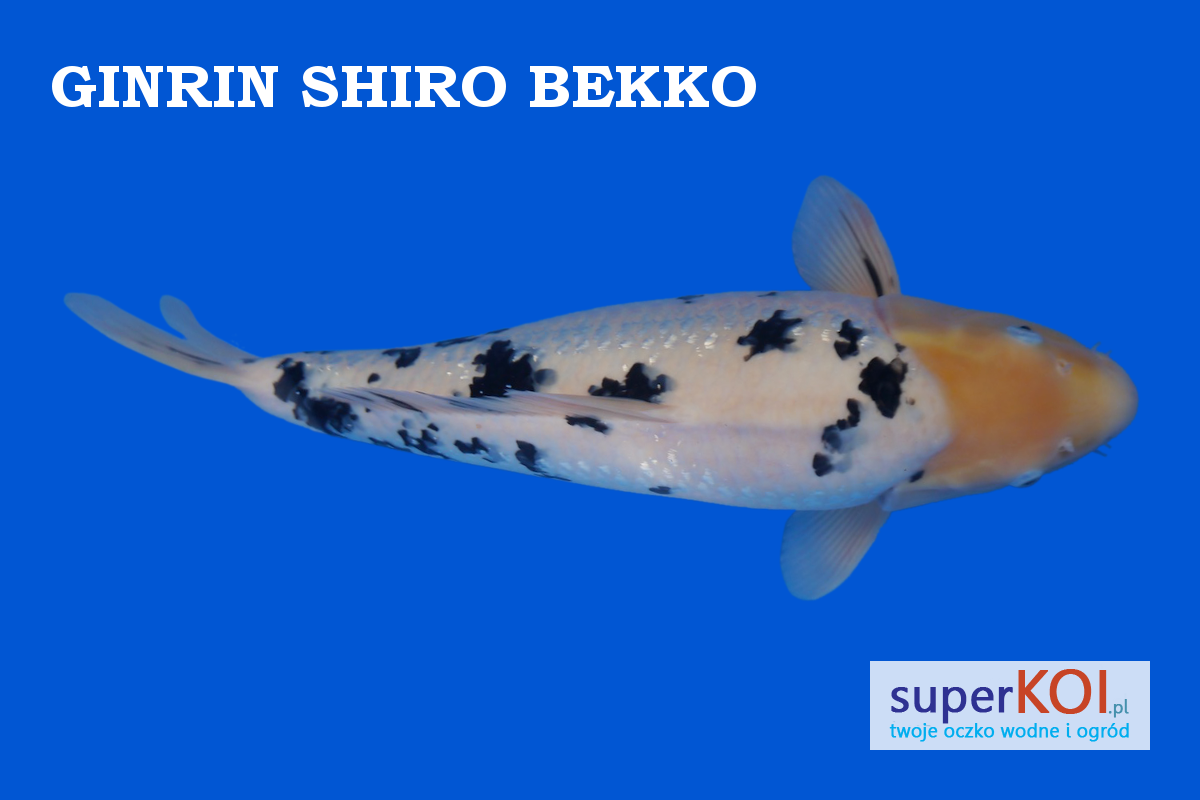 Ginrin Shiro Bekko