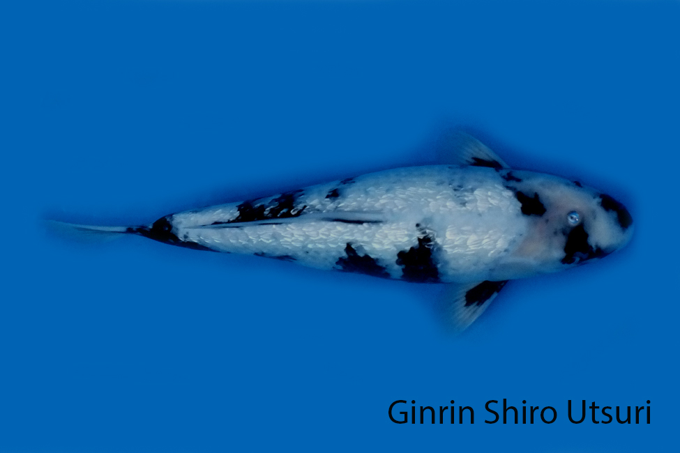 Ginrin Shiro Utsuri