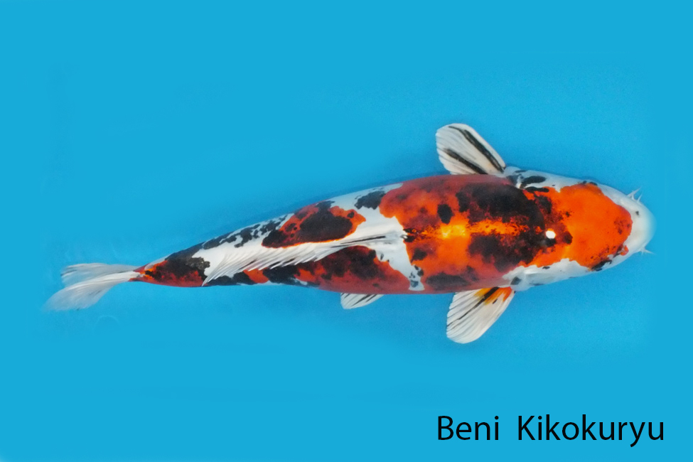 Beni Kikouryu