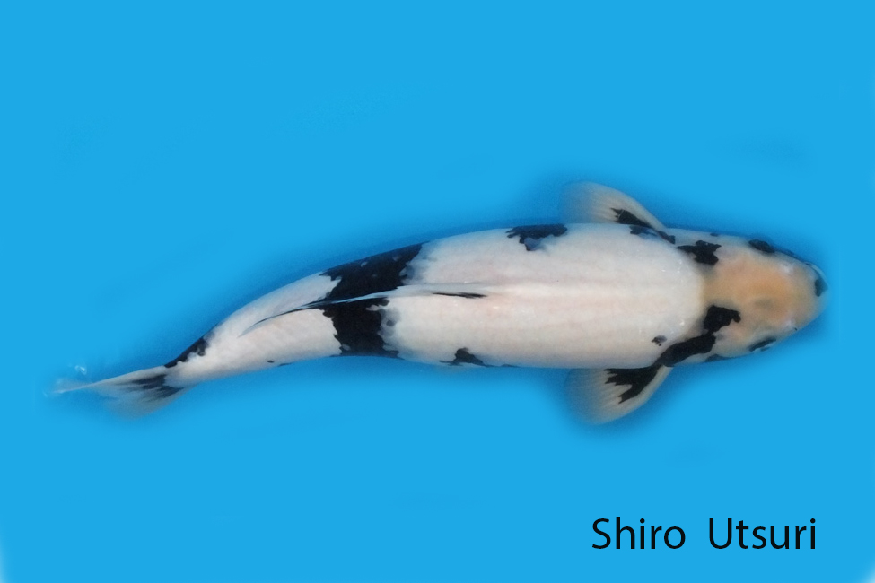 Shiro Utsuri