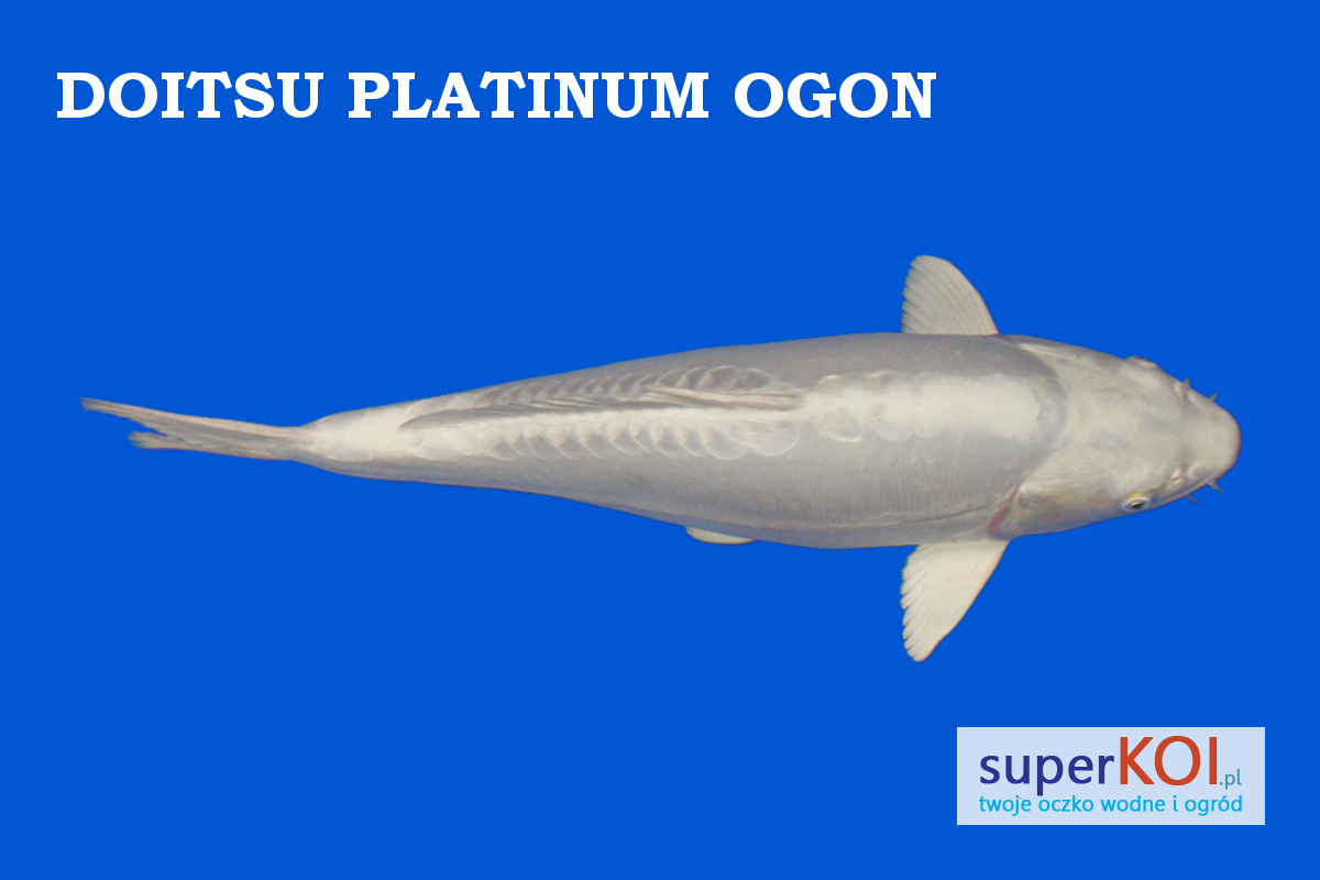 Doitsu Platinum Ogon