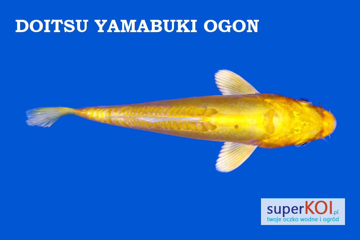 Doitsu Yamabuki Ogon