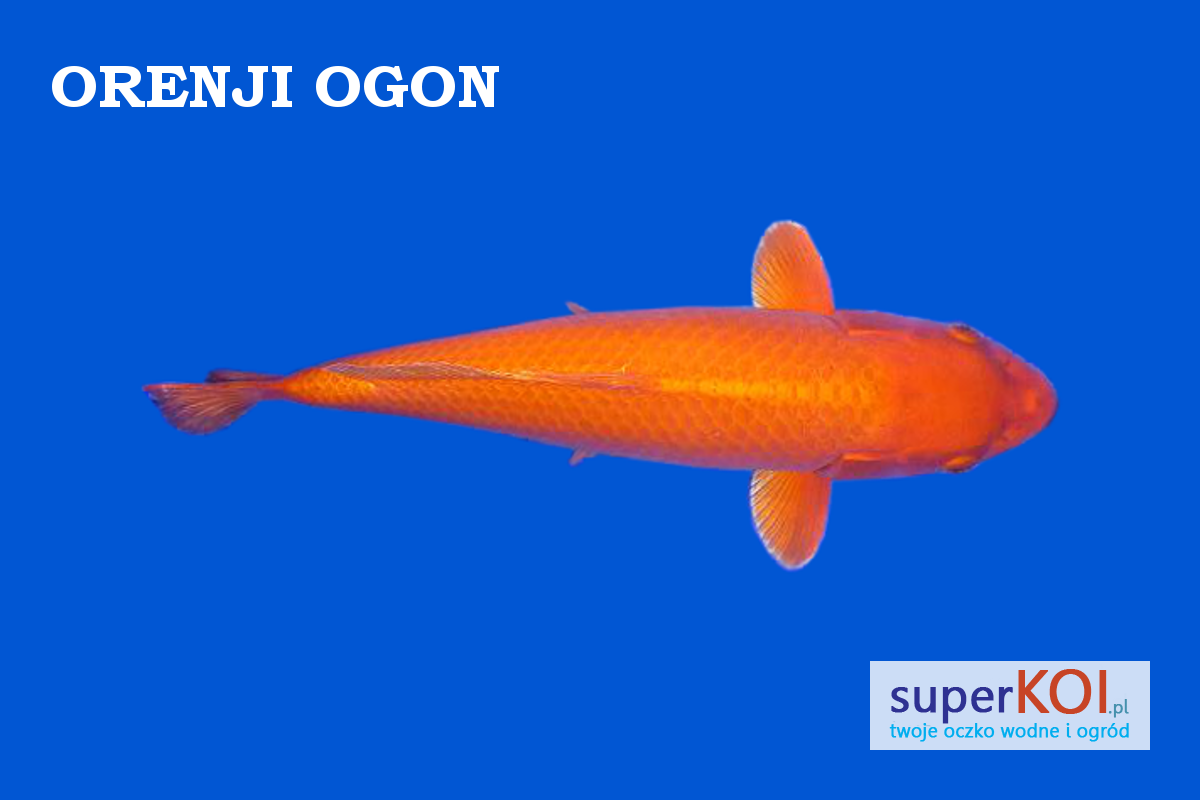 Orenji Ogon