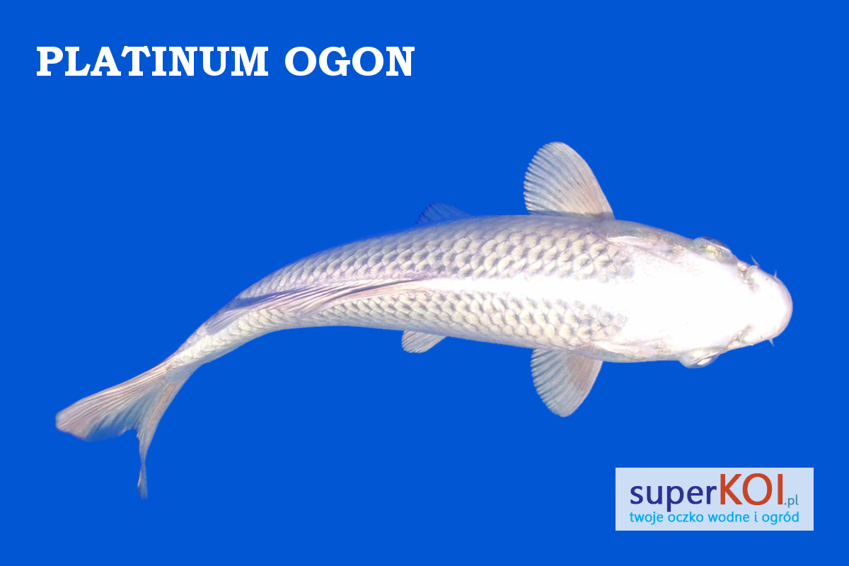 Platinum Ogon