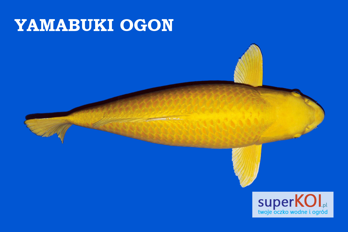 Yamabuki Ogon