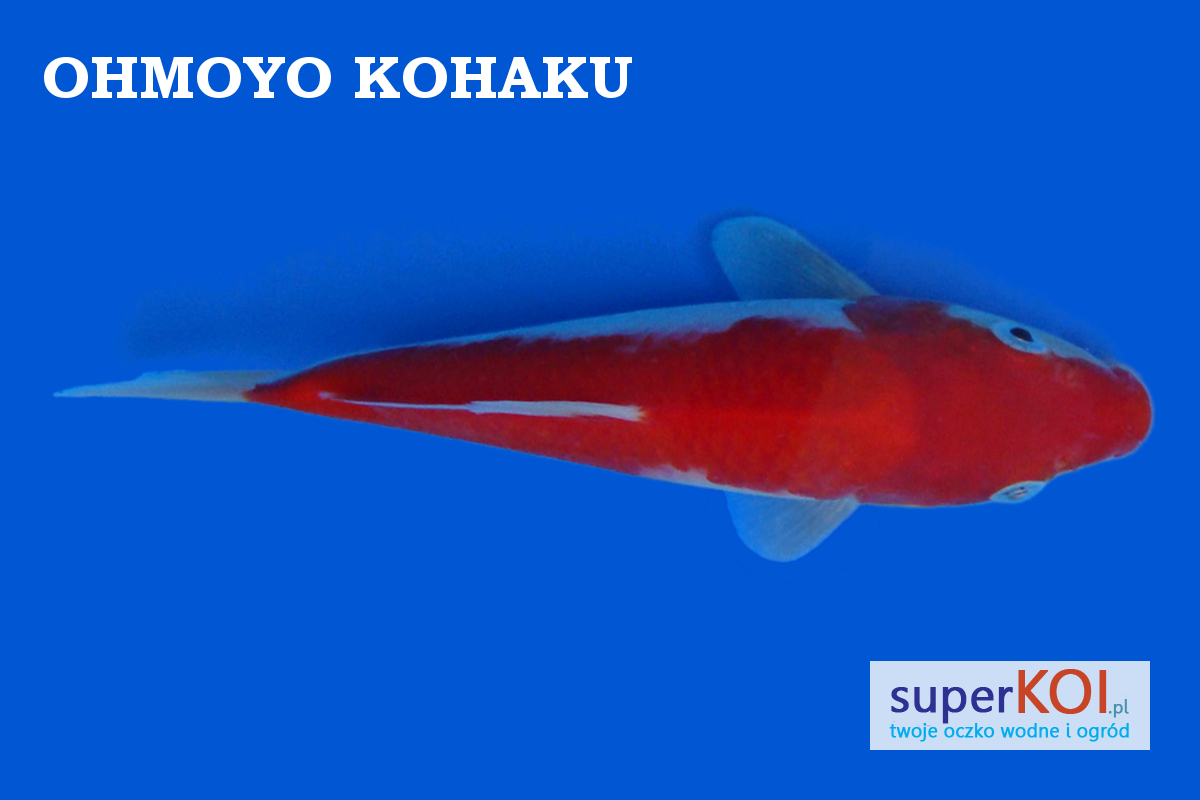 Ohmoyo Kohaku