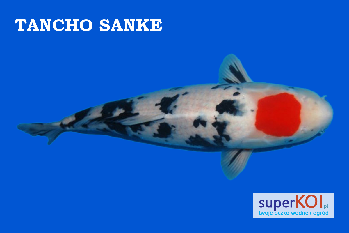 Tancho Sanke