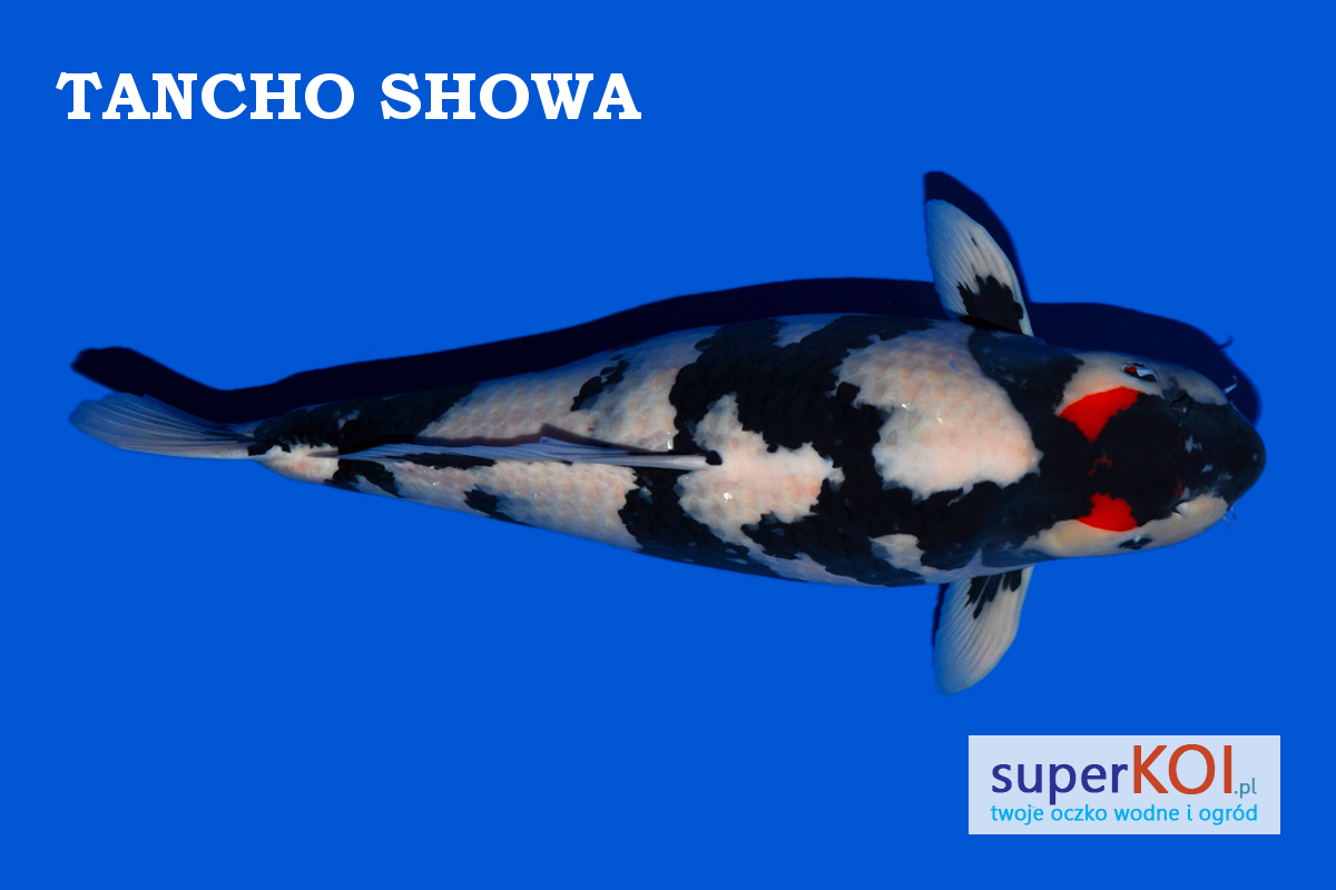 Tancho Showa